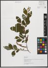 Foto von Salix silesiaca Willd.